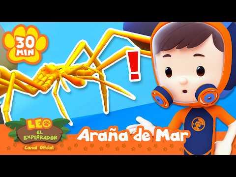 ¡Es difícil encontrar a esta araña bajo el agua! | Leo, El Explorador | Animación - Familia