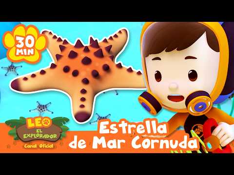 ¿Qué está haciendo la estrella de mar cornuda? | Leo, El Explorador | Animación - Familia