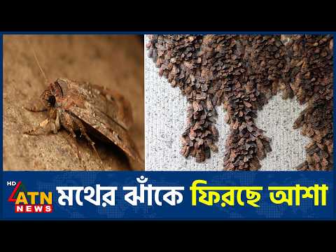 অস্ট্রেলিয়ায় বিপন্ন মথের ঝাঁকে ফিরছে আশা | Rare Moths Return | ATN News