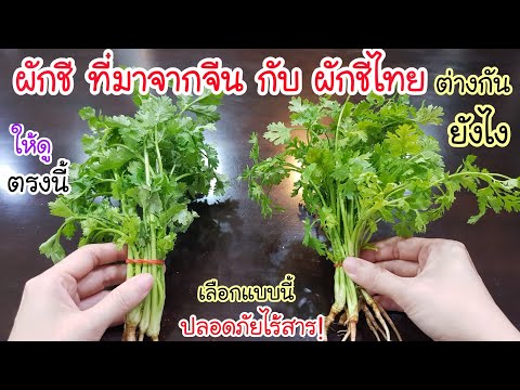 หลายคน แยกไม่ออก! ผักชี ที่มาจากจีน กับ ผักชีไทย ต่างกันยังไง💥 แค่ดูตรงนี้ก็รู้