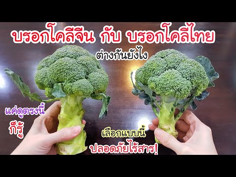 แม่ค้าบอกมา หลายคนไม่รู้! บรอกโคลี ที่มาจากจีน กับ บรอกโคลีไทย ต่างกันยังไง💥 ดูแค่ตรงนี้ก็รู้