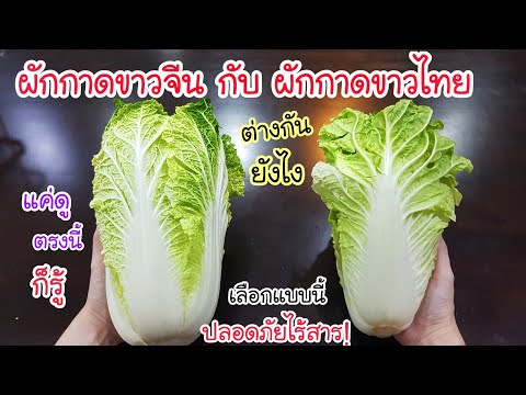 แม่ค้าบอกมา แทบจะไม่มีคนรู้! ผักกาดขาว ที่มาจากจีน กับ ผักกาดขาวไทย ต่างกันยังไง💥 แค่ดูตรงนี้ก็รู้