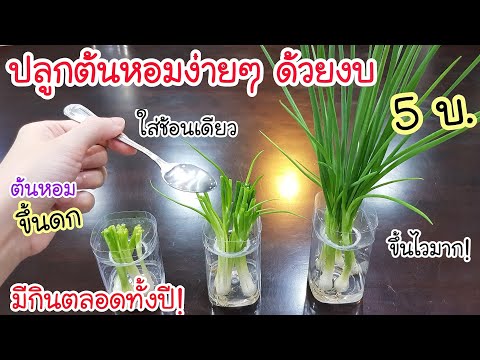 เหลือเชื่อ! ปลูกต้นหอมง่ายๆ ด้วย งบ 5 บ แค่ใส่สิ่งนี้ ช้อนเดียว💥 ต้นหอมขึ้นดก ขึ้นไว มีกินตลอดทั้งปี