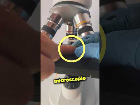 Esto Es Lo Que Encontro Debajo De Su Sofa… Y Empeoro 🔬🛋️