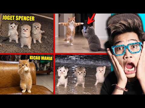 70 KUCING JOGET VIRAL PALING KOCAK!!!