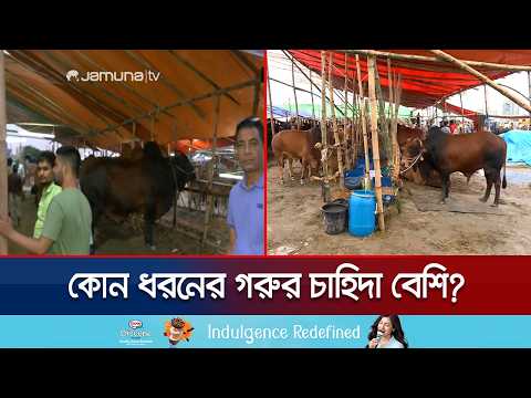 রাজধানীতে জমজমাট পশুর হাট; বৃষ্টির বাধা কাটিয়েই চলছে বেচাকেনা | City Cow Hat | Jamuna TV