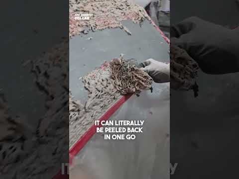 One Drop Will Ruin Your Car! 😱