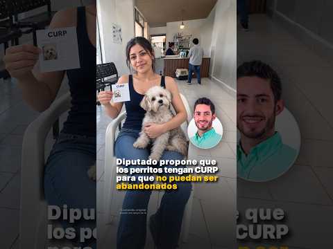 Diputado propone que los perritos tengan CURP para que no puedan ser abandonados.