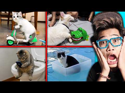 30 KUCING IMUT PALING LUCU YANG PERNAH ADA DI DUNIA!