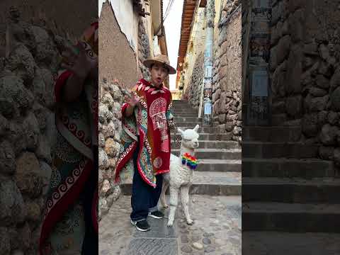 MONEY OR ALPACA? 💵🦙