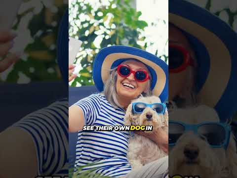 Sunglasses For Dogs Is A Real Business #business #sidehustle #makemoneyonline #smallbusiness