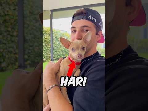 Le hice una broma a mi chihuahua🐶😭💔