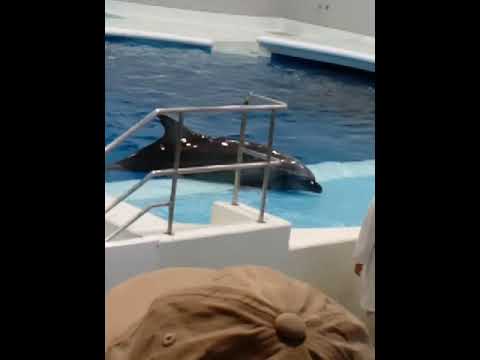 dolphins show at kagoshima city aquarium