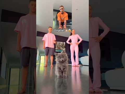 Cat Dance Class! 😱🐱 BEHIND THE SCENES! 🎥🤣 #cat #kitten #pet #dance #viral