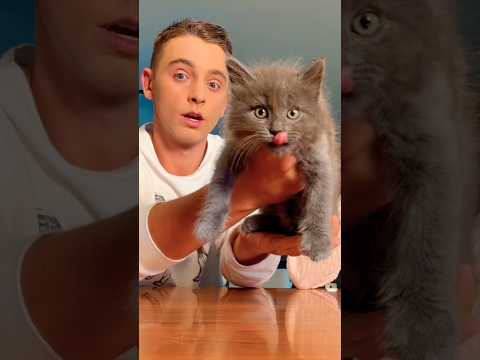 👇🏼SURPRISING MY BF WITH DREAM KITTENS! 🐈‍⬛🥹🥰 #kitten