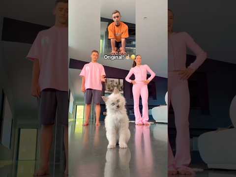 Cat Dance Class! 😱🐱 BEHIND THE SCENES! 🎥🤣 #cat #kitten #pet #dance #viral