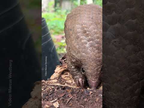 Teaching a young pangolin how to feed itself #Rolex #PerpetualPlanet #AfricaEarthsWildHome