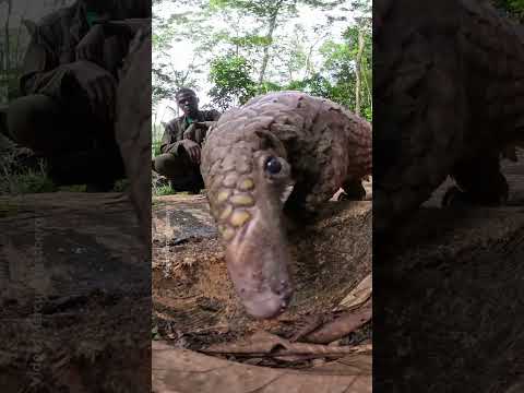 Presented by @ROLEX. National Geographic photographer Marcus Westberg filmed a pangolin feeding.