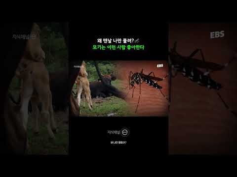 모기가 나만 좋아하는 이유 | 풀영상은 @ebs_jisike  #지식채널e #모기 #해충 #여름
