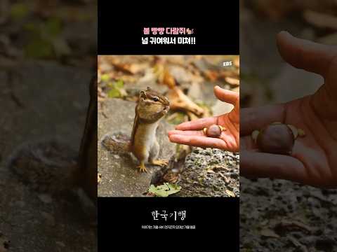 다람쥐 볼에 저장🧡 #한국기행 #다람쥐 #오대산 #동물