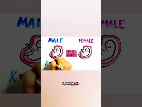 Why do male nipples exist?