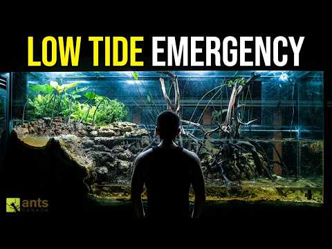 Simulating Low Tide in My Giant Lagoon Vivarium | S8: E3