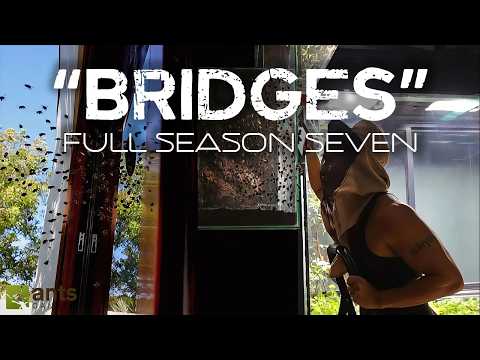 "Bridges" Full Season Seven Compilation - The AntsCanada Ecosystem Vivarium Series