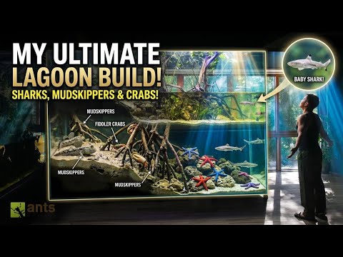 My New Giant Lagoon Ecosystem Vivarium | S7: 15