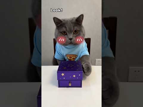 Oscar the Magician is back!#funnycat #catmemes #trending