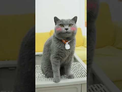 Litter Box Magic😻: Enjoying Comfort And Health Like Never Before!🌟 #purrsong #catmemes #trending
