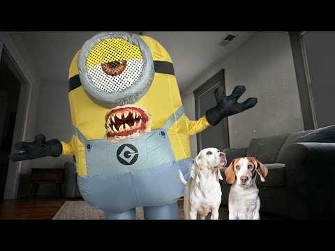 Dogs Surprised by Giant Evil Minion!