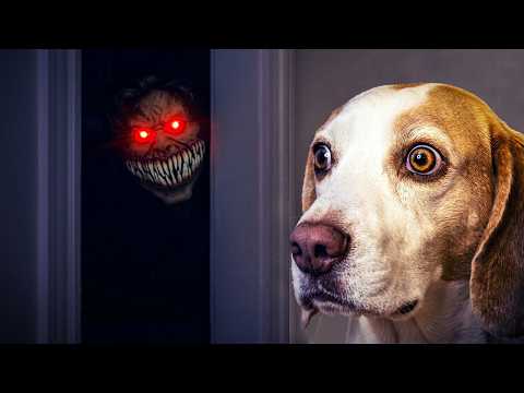 Can These Dogs Get Rid of 67 Horror Kid Once and For All?
