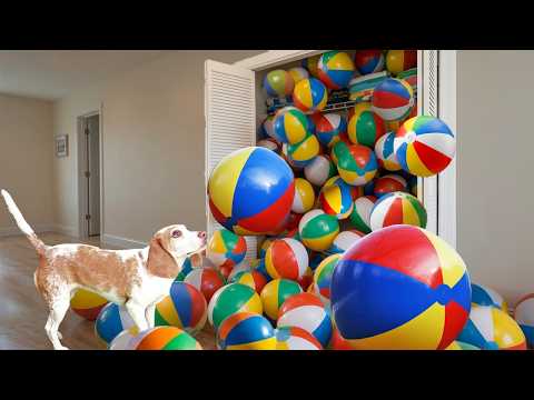 Dog Gets Biggest Beach Ball Surprise Ever!