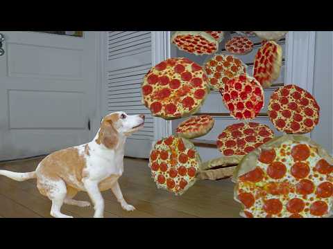 Dog Gets Pizza Surprise of a Lifetime!
