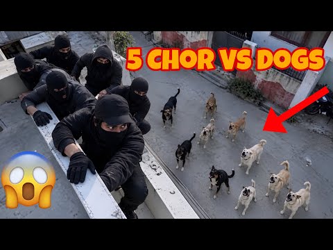 Kal Chor Ghar Me Ghus Gaye 😨 | Street Dog Pluto