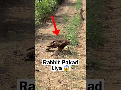 Eagle Catch a Rabbit 😱