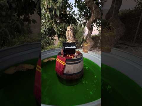 We taught an owl to play the piano