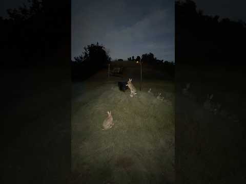 Training wild animals with classical conditioning