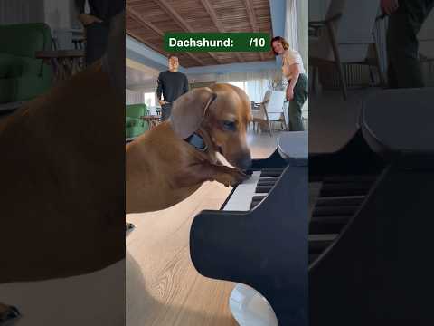Rating the top dog breeds as musicians.
