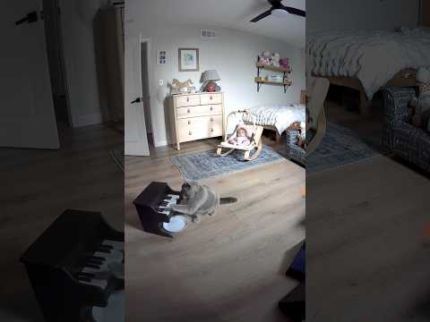 We taught our cat to babysit
