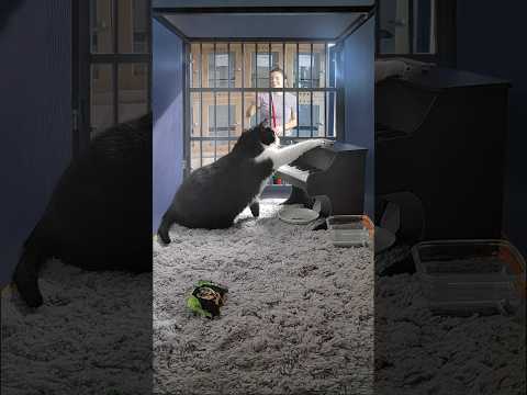 POV: An adult cat at the shelter