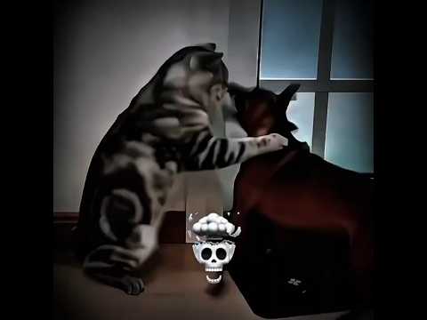cat and dog 🐕🐶😂😂😂 #trollface #troll #tips #trendingshorts #edit