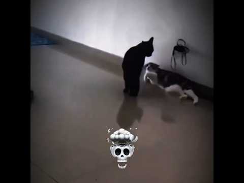 cat's #troll #trollface #edit