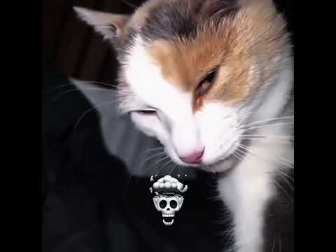 funny cat 🐈#trollface #edit #troll