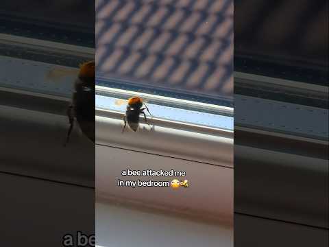 A bee attacked me in my bedroom 🐝😅🫪