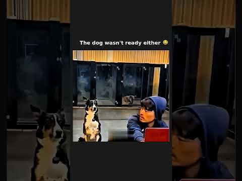 Even the dog needs a replay 😂  Subscribe! #shorts
