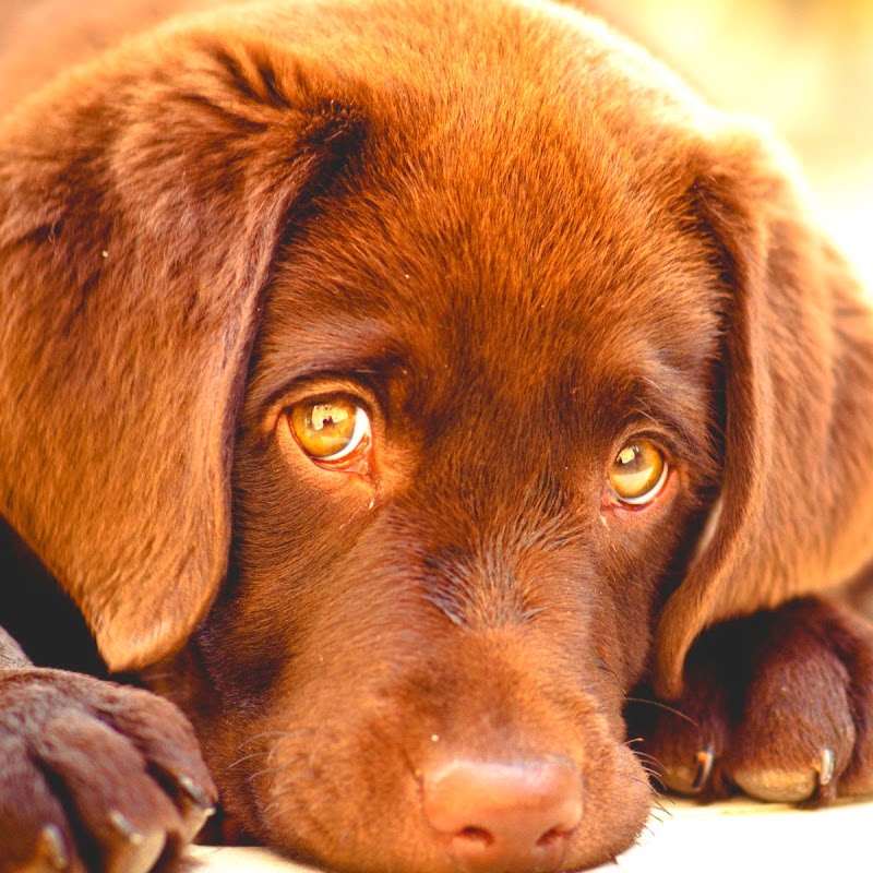 Doggy Doggy Cartoons YouTube channel avatar