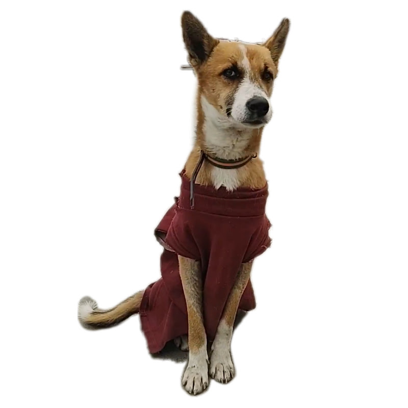 Street Dog Pluto YouTube channel avatar