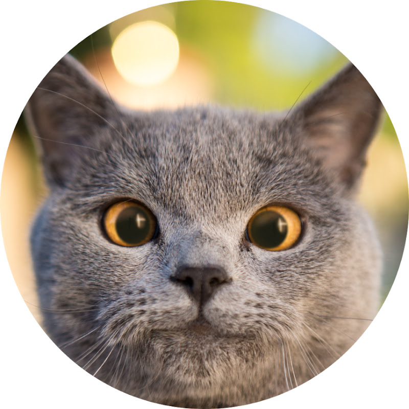 AaronsAnimals YouTube channel avatar